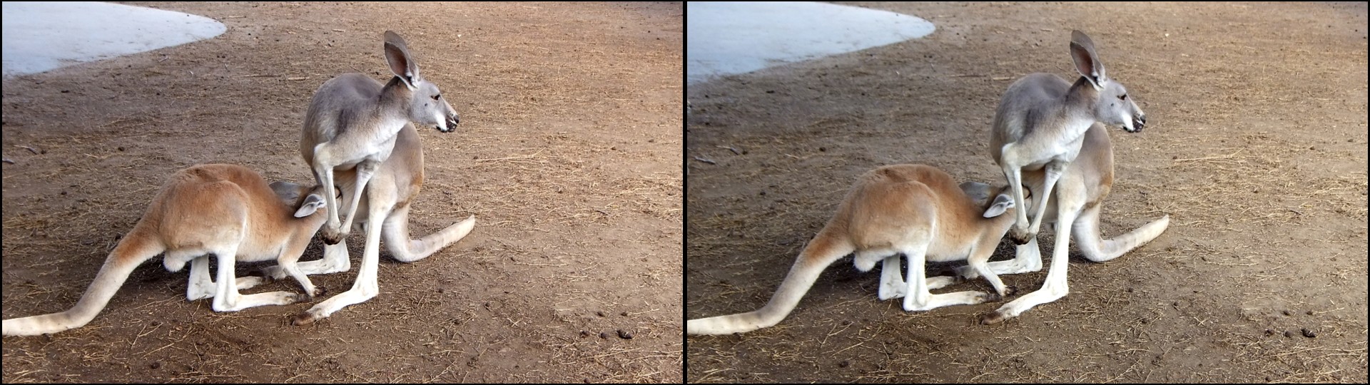 Kangaroos in the Zoo